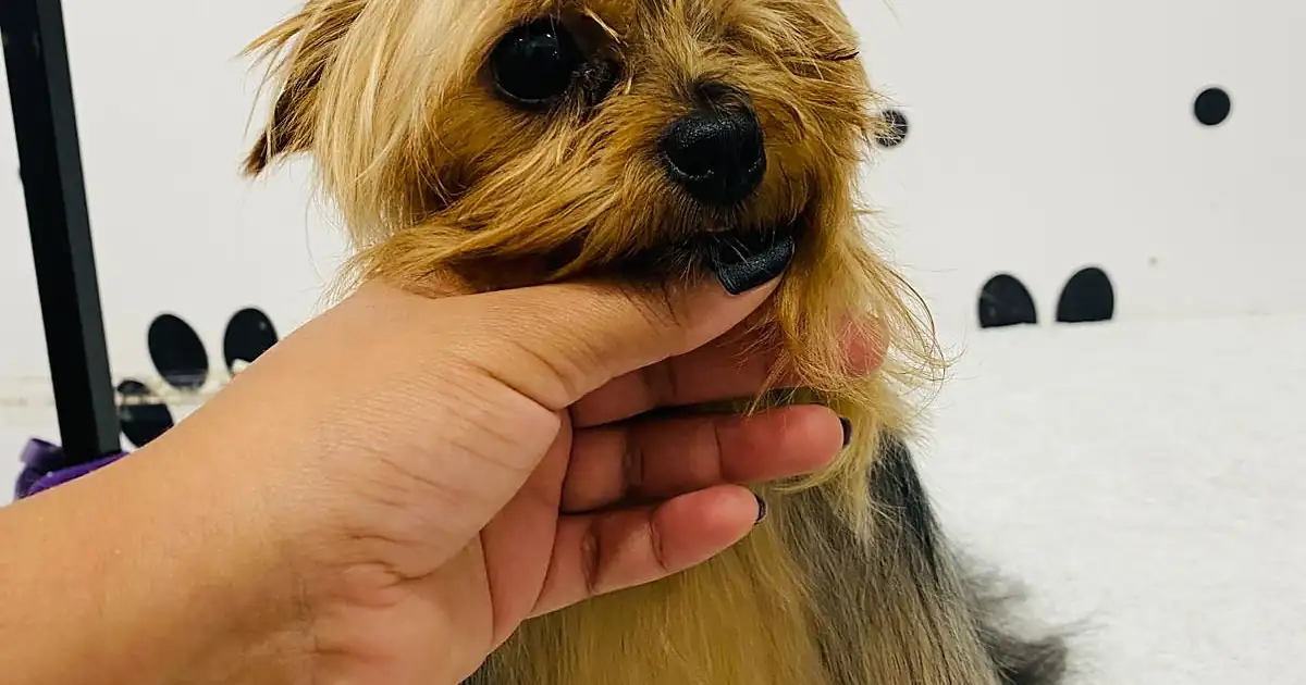 Rocky Pet petshop & estetica canina