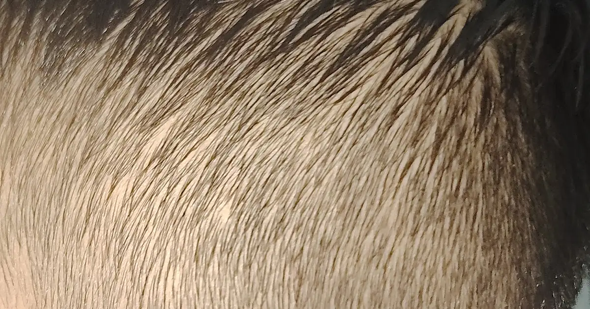 Peluquería Calderón