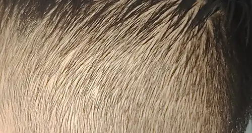 Peluquería Calderón